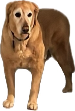 Louie memory